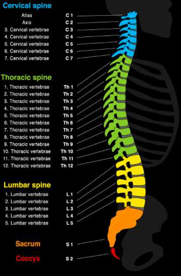 Spinal cord diagram labeling vertebrae and levels